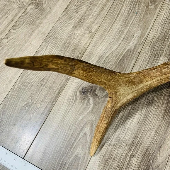 Naturally Shed Wild Moose Antler (Horn, Knife, Carving, Chew, Taxidermy) - Picture 3 of 8